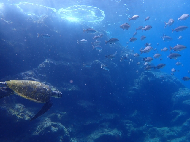 久米島でウミガメを見る方法とは？高確率で出会えるウミガメの種類とおすすめのツアーをご紹介！