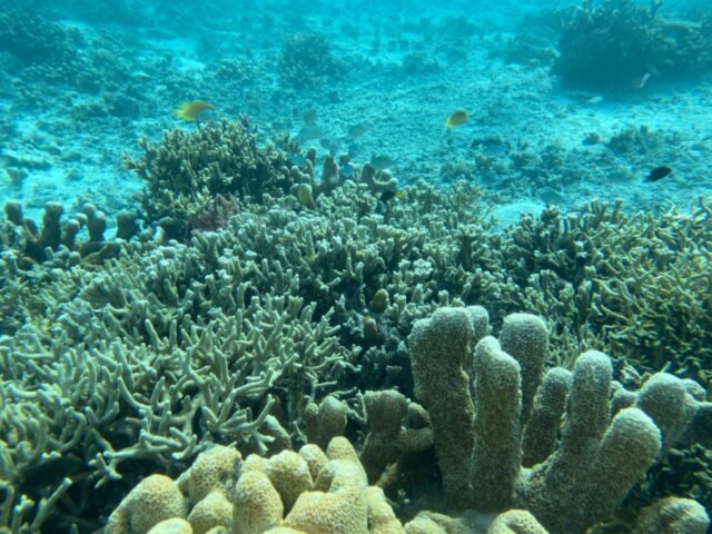 【沖縄・久米島】幸せを呼ぶウミガメと泳げるかも！久米島島内発着ボートシュノーケリングツアー《機材一式無料レンタル付き》
