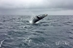 【久米島/1日】冬季限定☆ホエールウォッチング＆スイムツアー＜ライセンス必須＞久米島の冬の楽しみ方はこれ☆ザトウクジラと近距離で泳げるチャンス♪