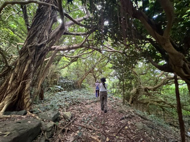 久米島の森の中、絡み合う大きな木々の下を2人の人が歩いている遊歩道