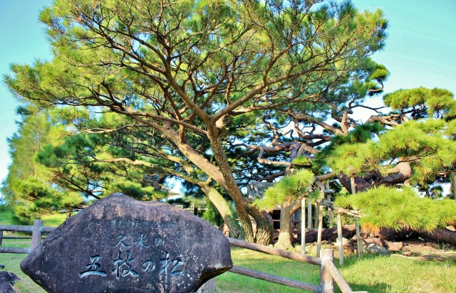五枝の松　久米島