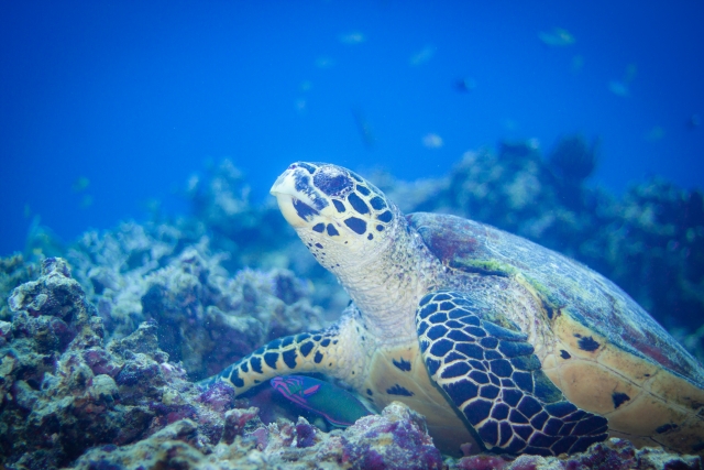 久米島でウミガメを見る方法とは？高確率で出会えるウミガメの種類とおすすめのツアーをご紹介！