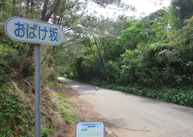久米島のミステリースポット「おばけ坂」で起こる不思議とは？