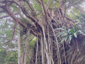 久米島の自然に囲まれた独特な木々