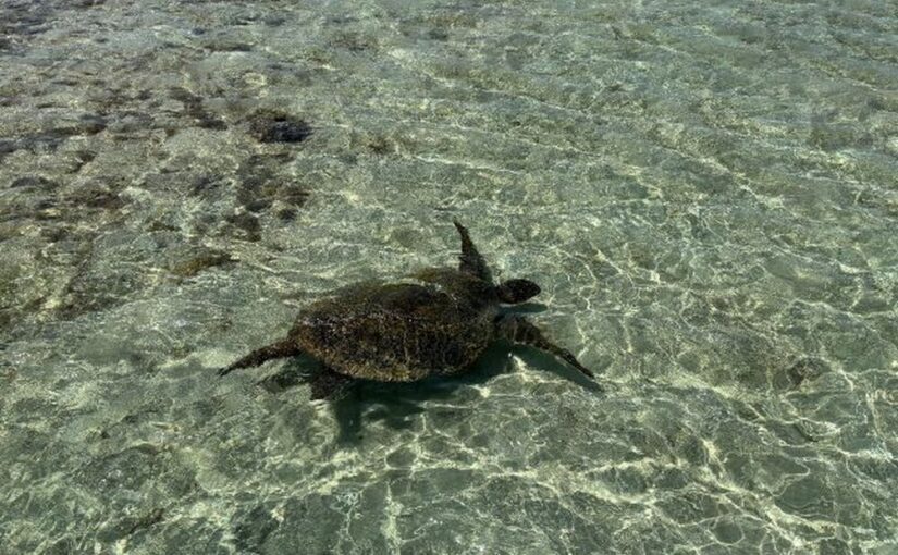 久米島の透明な海で泳ぐウミガメ