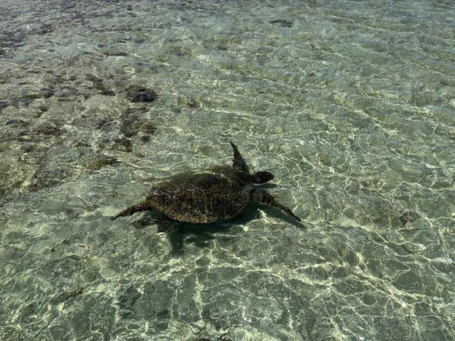 【久米島/約1時間】天然の海のプールで生き物に触れ合える☆イノー散策で磯遊び！ウミガメやクマノミを探しに行こう♪《0歳から参加OK・手ぶらOK・写真無料》（No.835）
