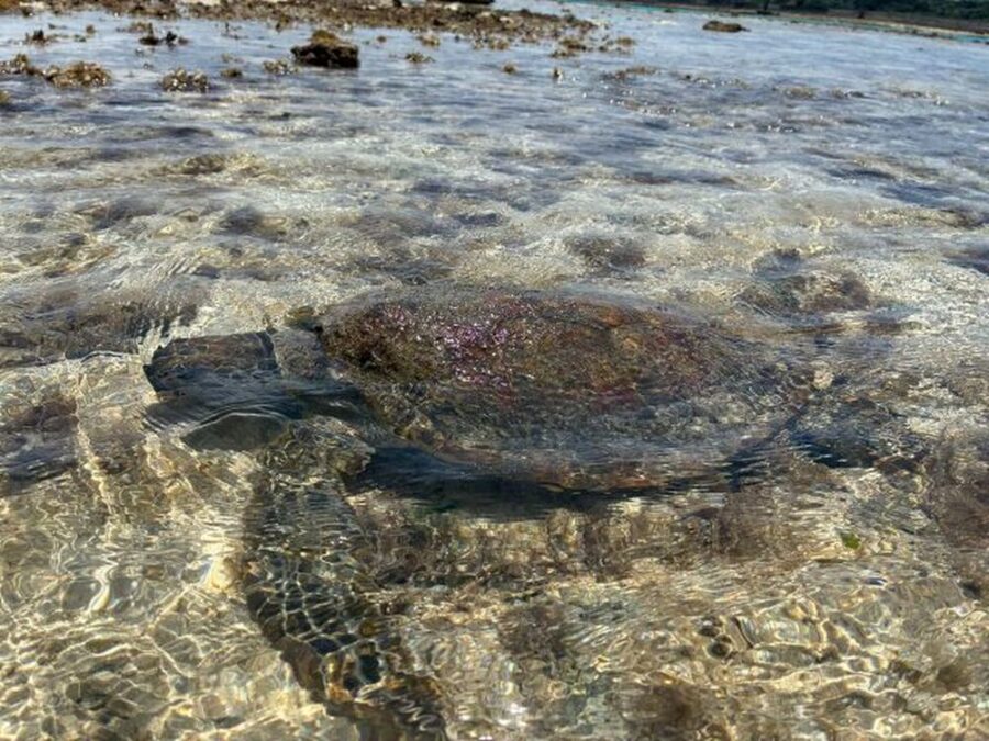 【久米島/約1時間】天然の海のプールで生き物に触れ合える☆イノー散策で磯遊び！ウミガメやクマノミを探しに行こう♪《0歳から参加OK・手ぶらOK・写真無料》（No.835）