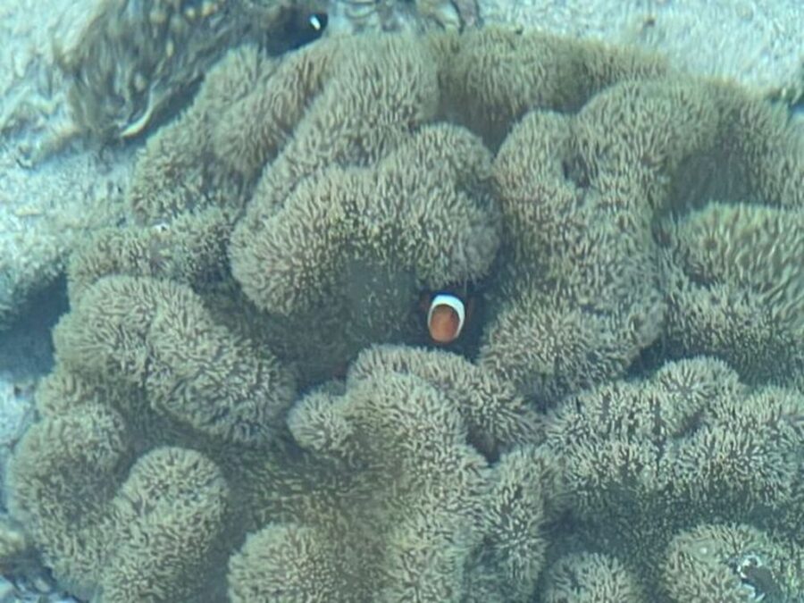 【久米島/約1時間】天然の海のプールで生き物に触れ合える☆イノー散策で磯遊び！ウミガメやクマノミを探しに行こう♪《0歳から参加OK・手ぶらOK・写真無料》（No.835）