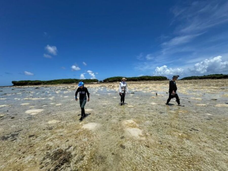 【久米島/約1時間】天然の海のプールで生き物に触れ合える☆イノー散策で磯遊び！ウミガメやクマノミを探しに行こう♪《0歳から参加OK・手ぶらOK・写真無料》（No.835）