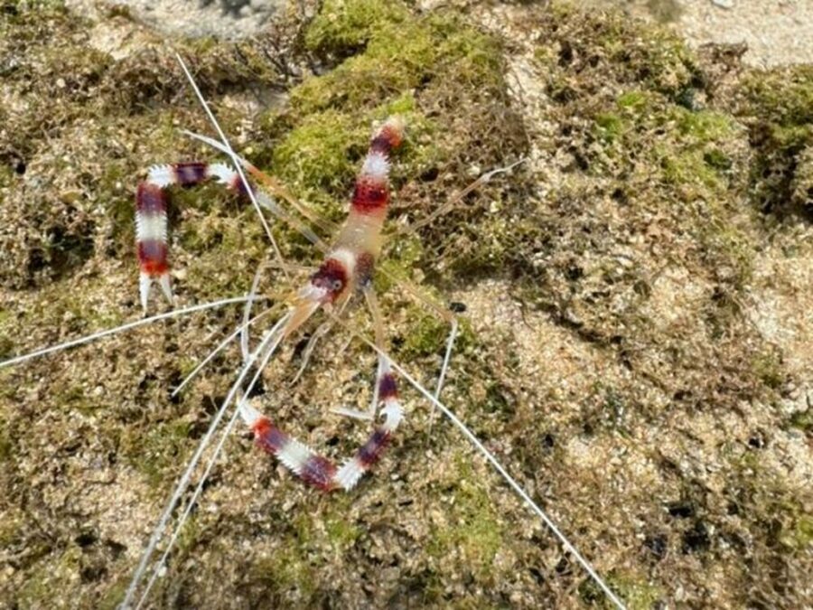 【久米島/約1時間】天然の海のプールで生き物に触れ合える☆イノー散策で磯遊び！ウミガメやクマノミを探しに行こう♪《0歳から参加OK・手ぶらOK・写真無料》（No.835）
