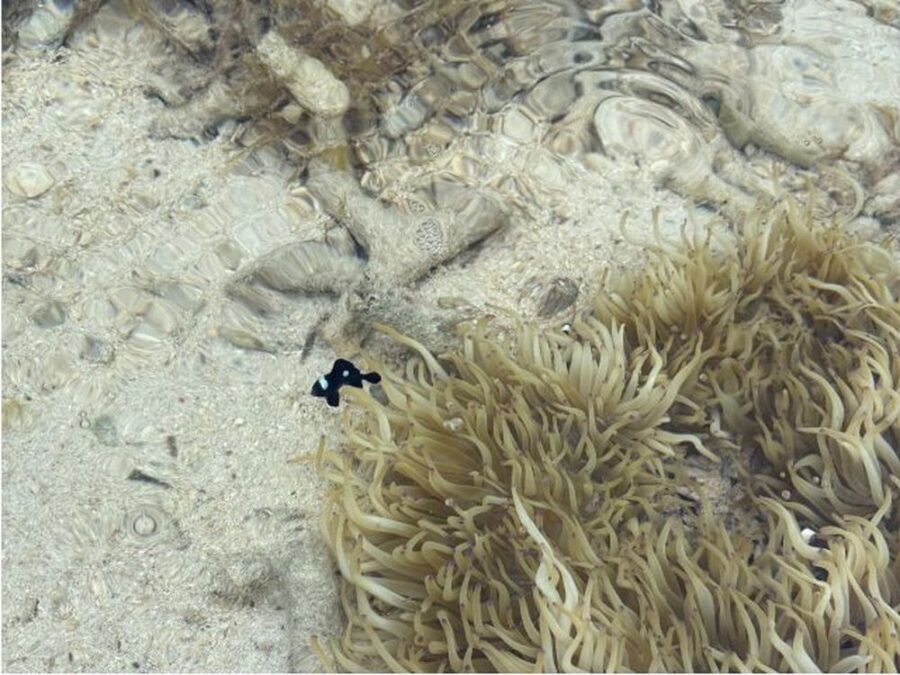 【久米島/約1時間】天然の海のプールで生き物に触れ合える☆イノー散策で磯遊び！ウミガメやクマノミを探しに行こう♪《0歳から参加OK・手ぶらOK・写真無料》（No.835）