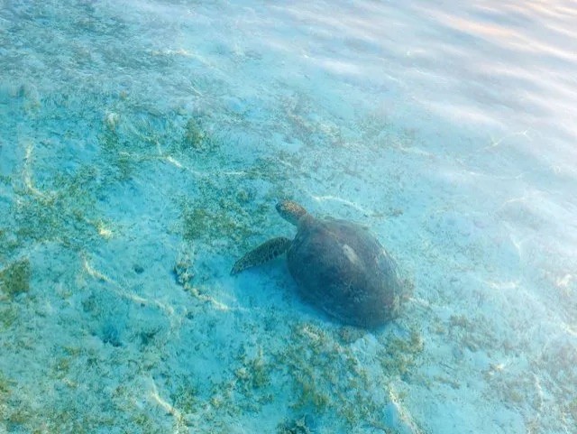 【久米島/約1時間】東洋一美しい海でSUP体験☆ウミガメと出会えるかも《初心者大歓迎・写真無料》（No.832）