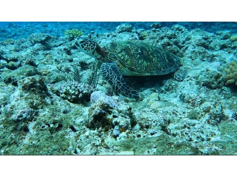 【久米島/4時間】贅沢貸切プラン☆大人気はての浜で絶景シュノーケリング《GoPro写真データプレゼント・1歳から参加OK・手ぶらOK》柔軟対応◎自分たちのペースで♪（No.837）