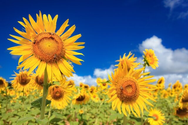 久米島の7月の天気・服装・おすすめアクティビティをご紹介！