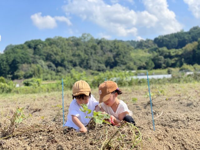 農業体験　子ども