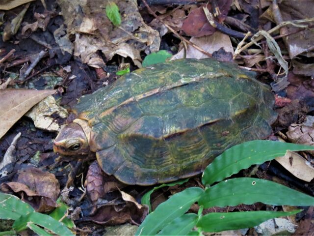 リュウキュウヤマガメ