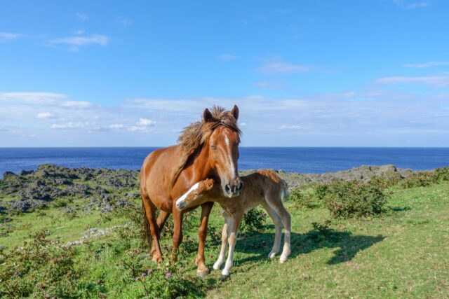 久米島で楽しむ乗馬体験
