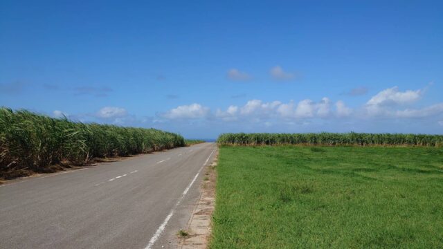 久米島 サトウキビ畑 道路