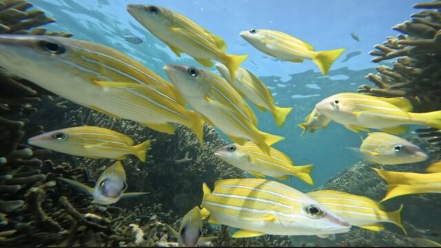 久米島　シュノーケリング