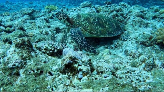 久米島　シュノーケリング