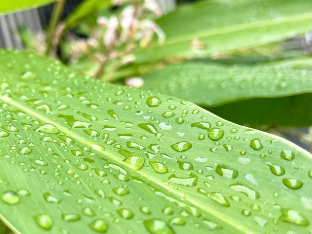 雨